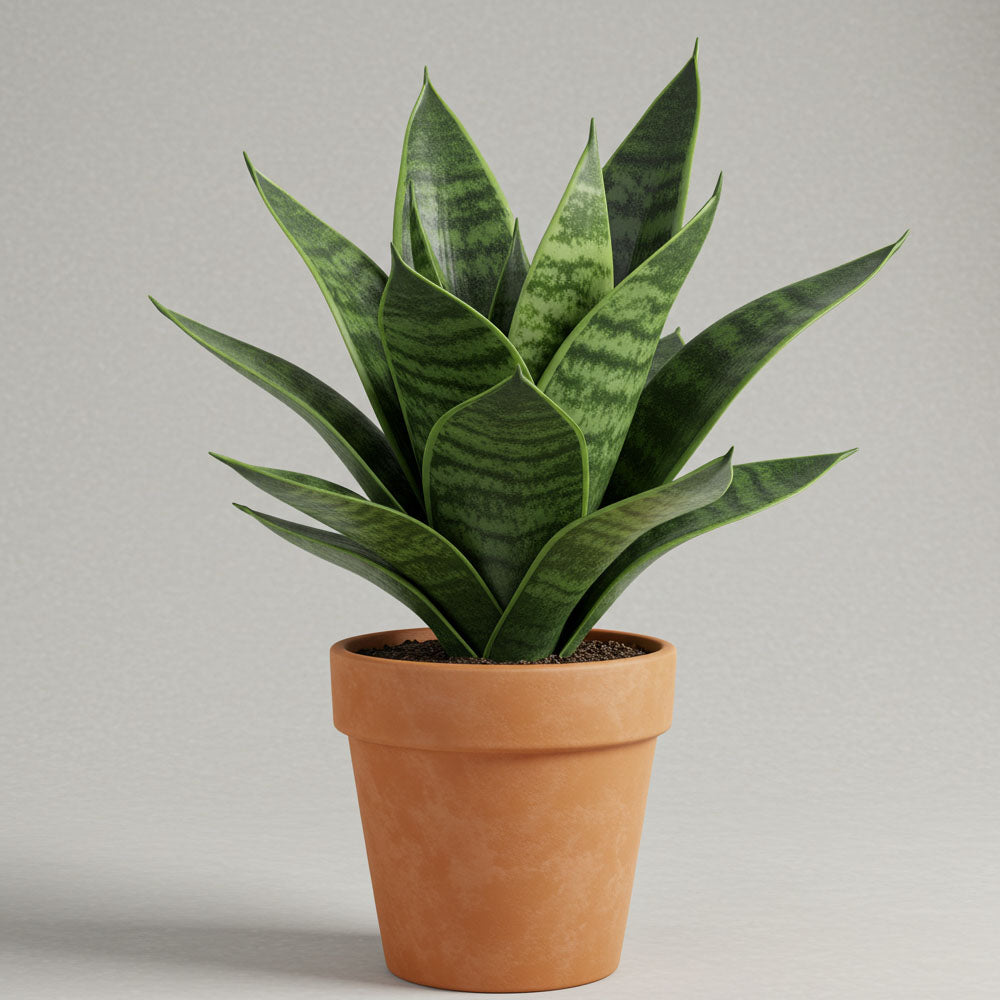 SANSEVIERIA HAHNII IN VASO 12CM