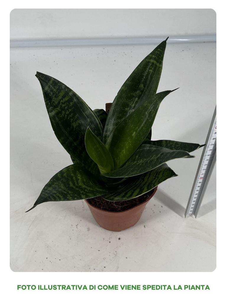 SANSEVIERIA HAHNII IN VASO 12CM