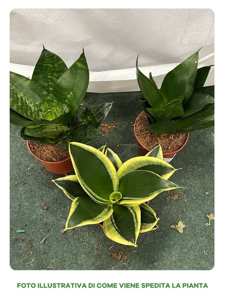 SANSEVIERIA IN VARIETA' IN VASO 9CM