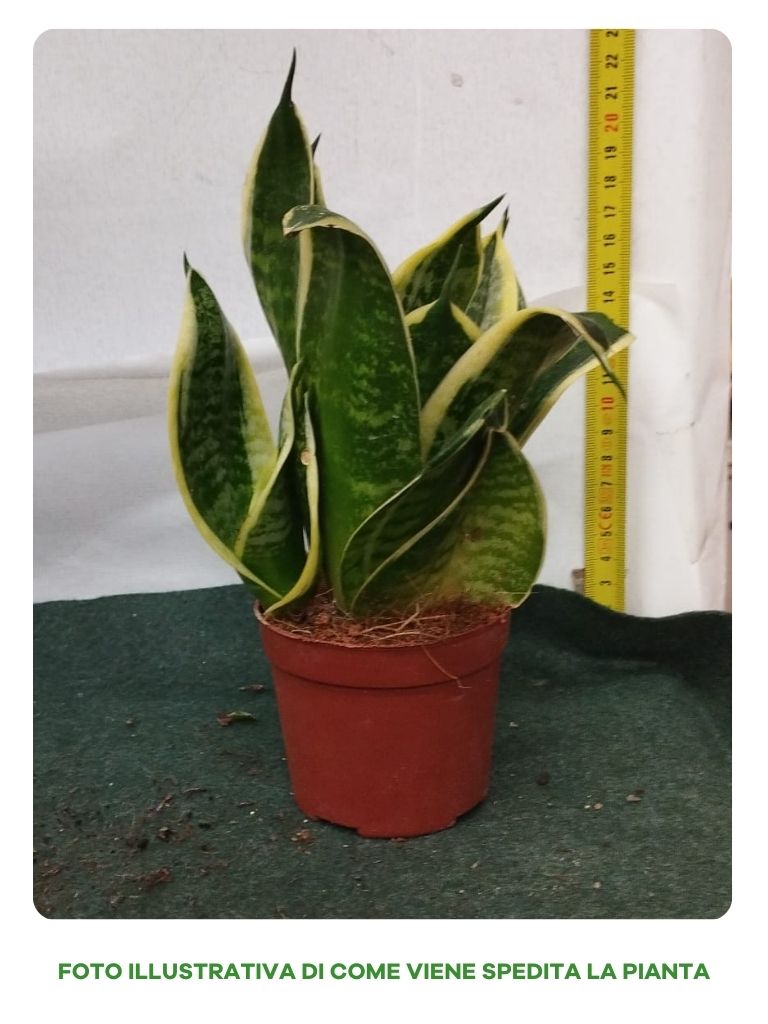 SANSEVIERIA NANA IN VARIETA' VASO 9CM