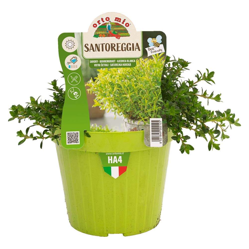 1 PIANTA DI SANTOREGGIA VASO 14CM ORTOMIO