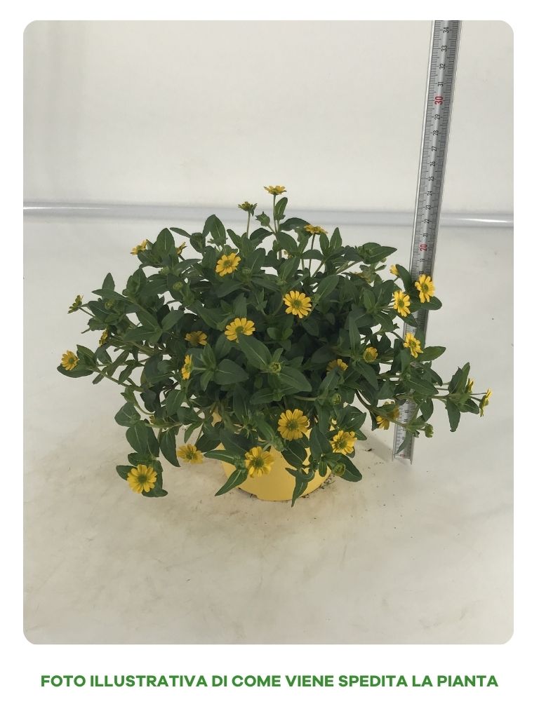 SANVITALIA IN VASO DA 14CM