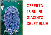 OFFERTA 18 BULBI GIACINTO DELFT'S BLAUW