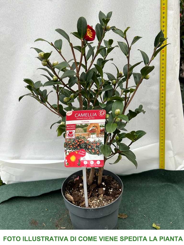 CAMELIA SASANQUA YULETIDE VASO 15CM