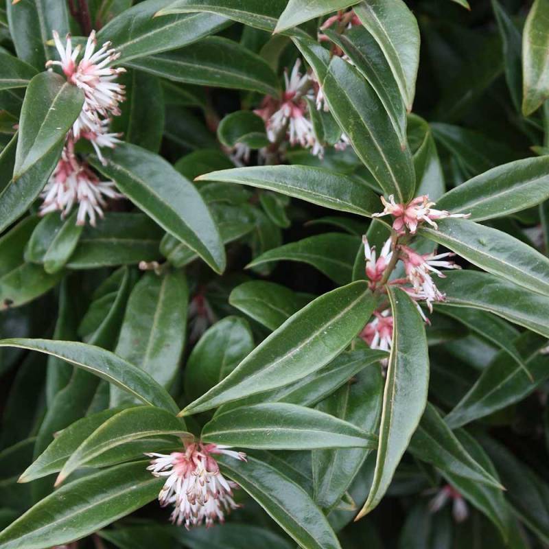 SARCOCOCCA PURPLE VASO 17CM