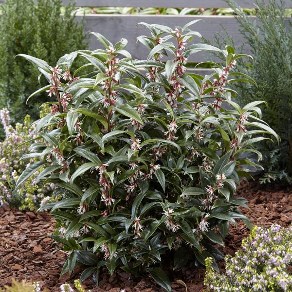 SARCOCOCCA PURPLE VASO 17CM