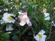 CAMELIA SASANQUA HINODE GUMO VASO 21CM