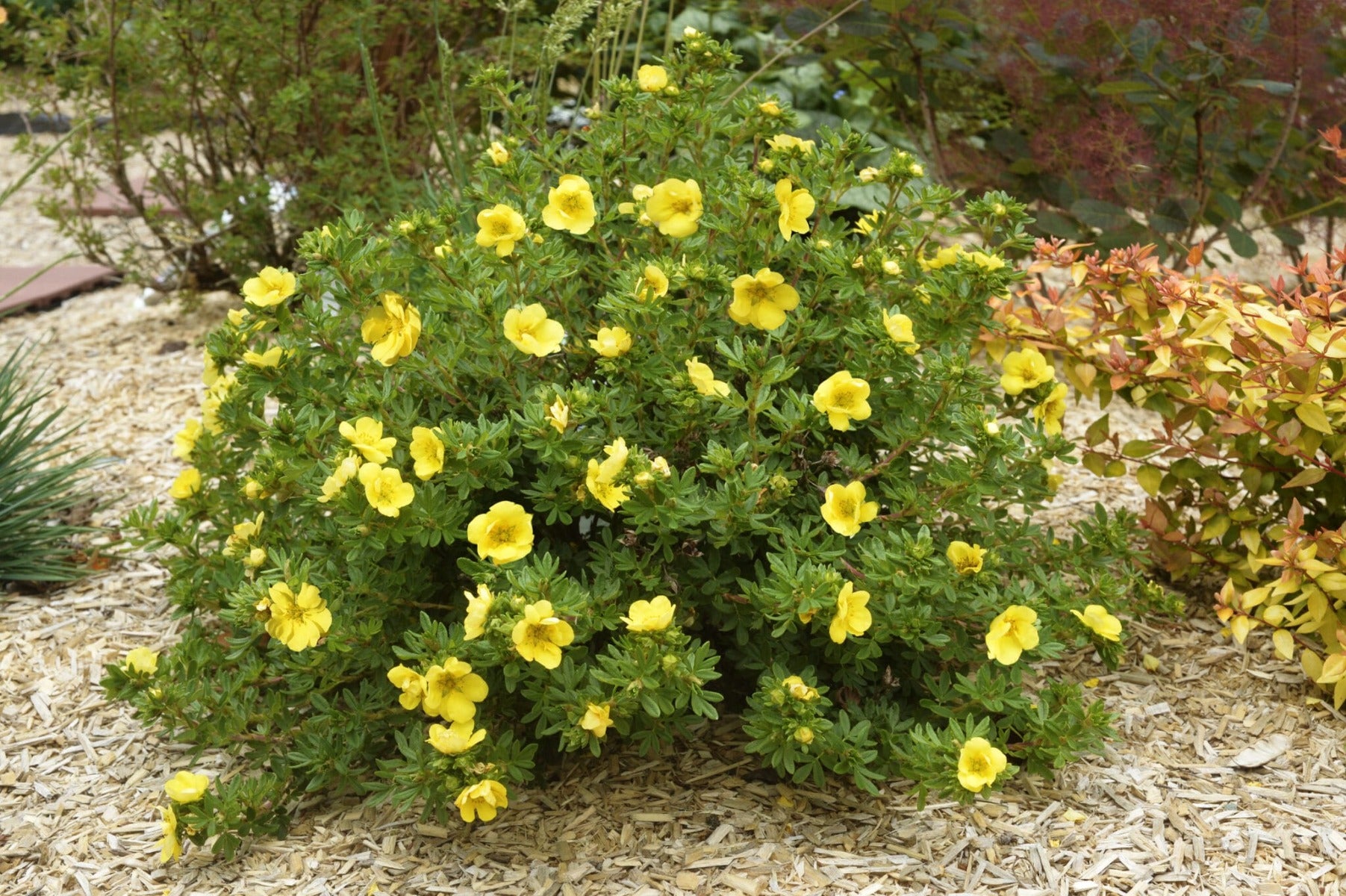 POTENTILLA FRUCTICOSA DOUBLE GOLD VASO 18CM