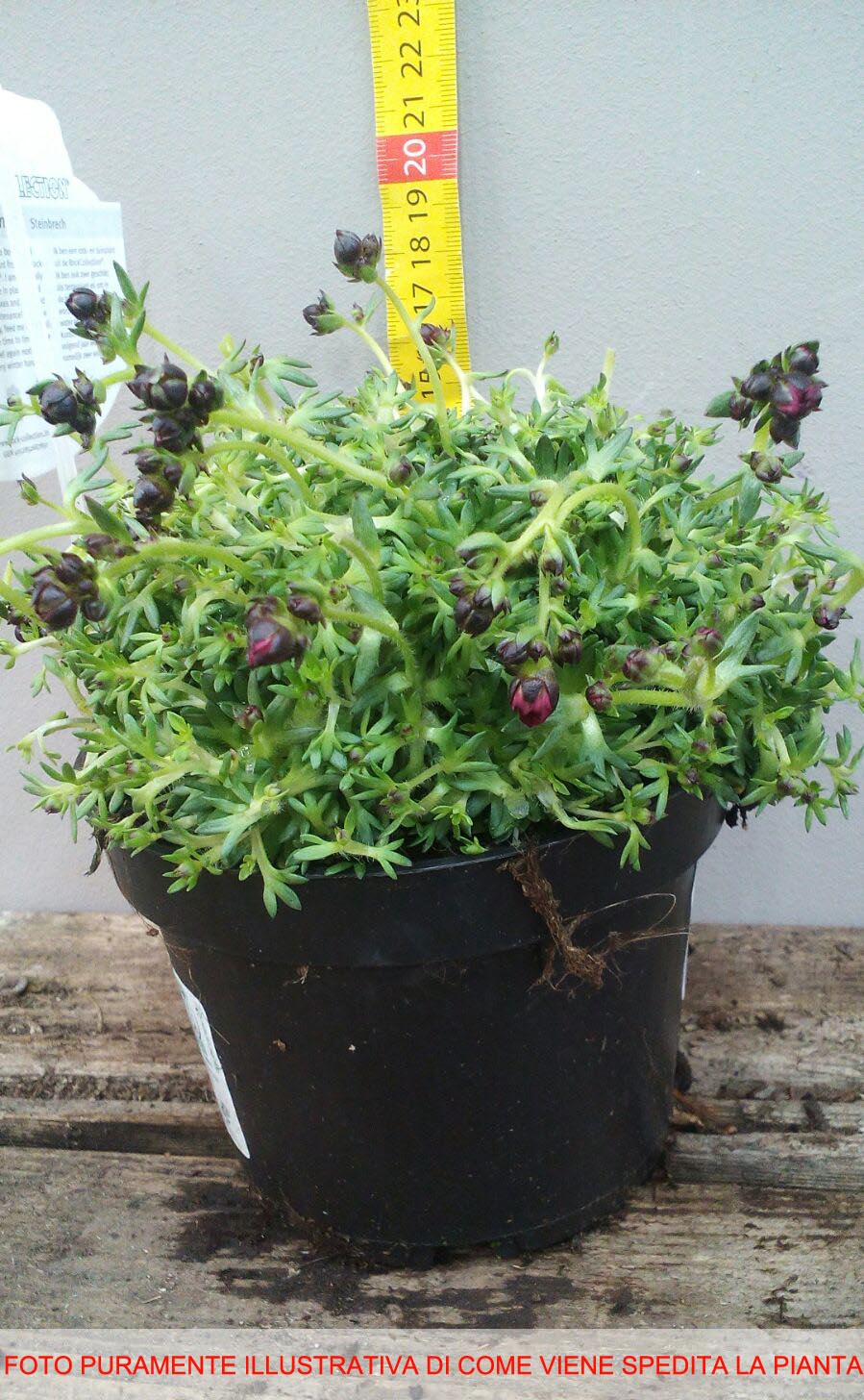 SAXIFRAGA IN VASO 14CM