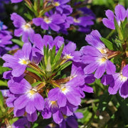 SCAEVOLA VASO 14CM