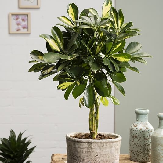 SCHEFFLERA GOLD CAPPELLA IN VASO 21CM