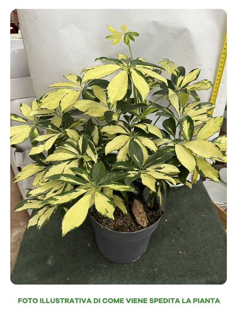 SCHEFLERA TRINETTE VASO 17CM