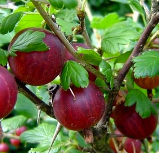UVA SPINA ROKULA ROSSA (1 PIANTA)