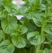 MENTA GLACIALE IN VASO 14CM