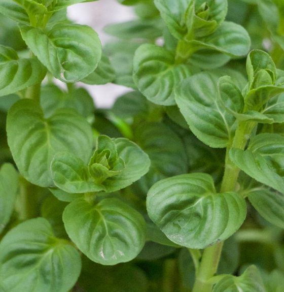 MENTA GLACIALE IN VASO 14CM