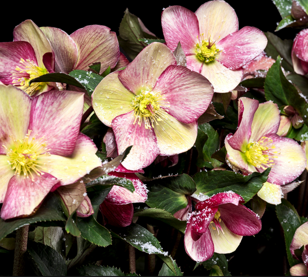 HELLEBORUS ICE N’ ROSES PINK ROSA DI NATALE VASO 24CM