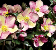 HELLEBORUS ICE N’ ROSES EARLY ROSE ROSA DI NATALE VASO 15CM