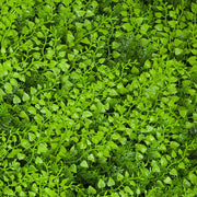 SIEPE SINTETICA DIVY 3D PANEL FERN 0.5X1 M
