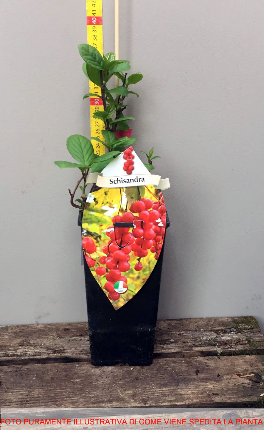 SCHISANDRA O SUDOVA AUTOFERTILE (1 PIANTA)