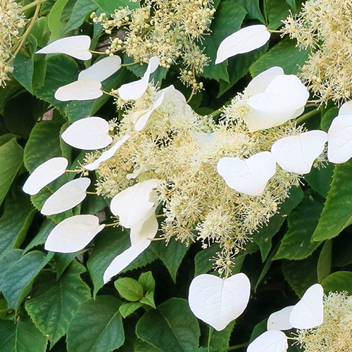 ORTENSIA HYDRANGEA SCHIZOPHRAGMA FAURIEI ANGEL WINGS VASO 17CM