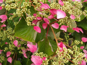 HIDRANGEA ORTENSIA SCHIZOPHRAGMA HYDRANGEOIDES IN VASO 17CM