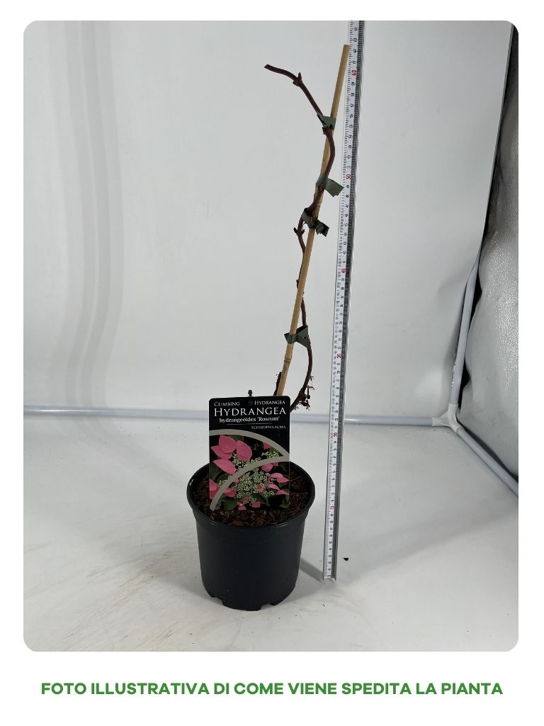 HIDRANGEA ORTENSIA SCHIZOPHRAGMA HYDRANGEOIDES IN VASO 17CM