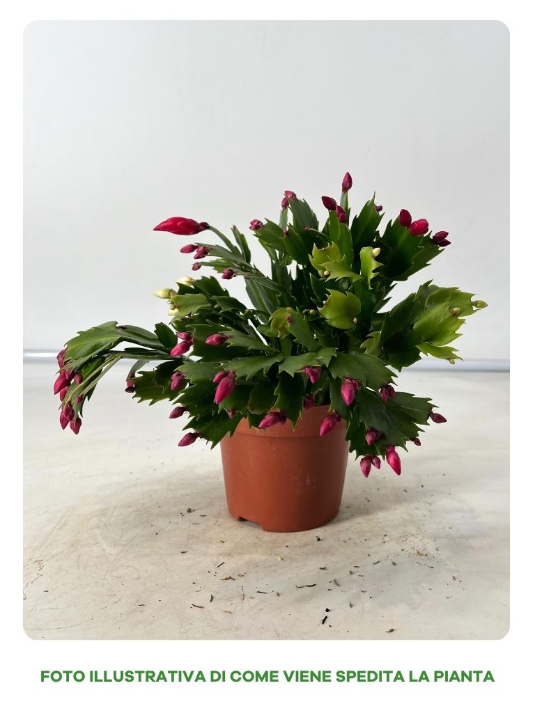 SCHLUMBERGERA A DUE COLORI IN VASO DA 12CM