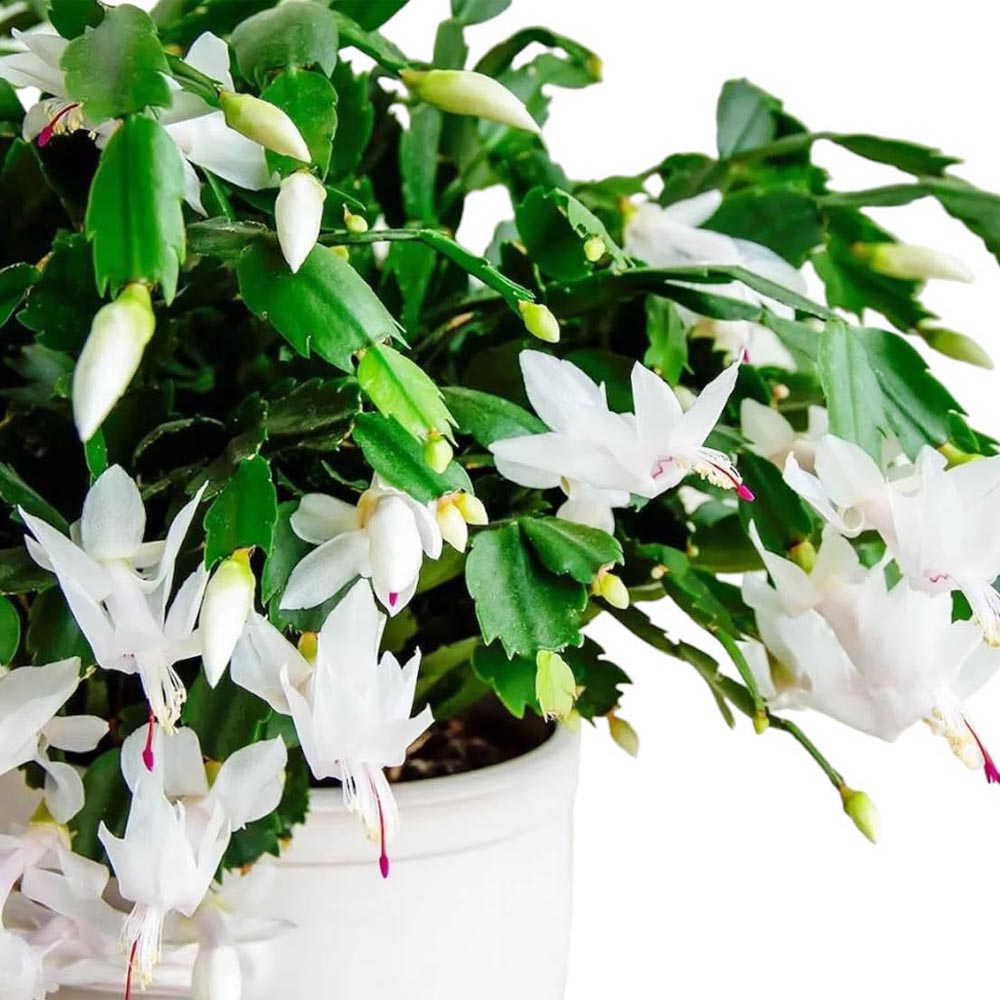SCHLUMBERGERA BIANCA CACTUS DI NATALE IN VASO 9CM