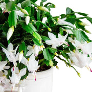SCHLUMBERGERA BIANCA CACTUS DI NATALE IN VASO 9CM