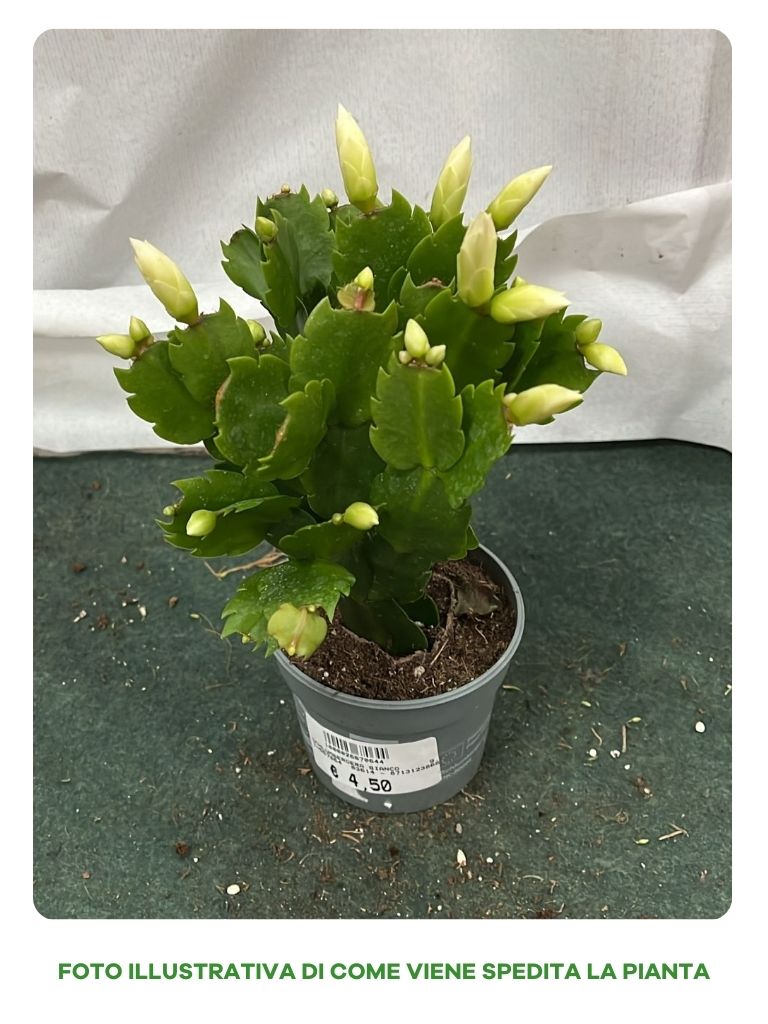 SCHLUMBERGERA BIANCA CACTUS DI NATALE IN VASO 9CM
