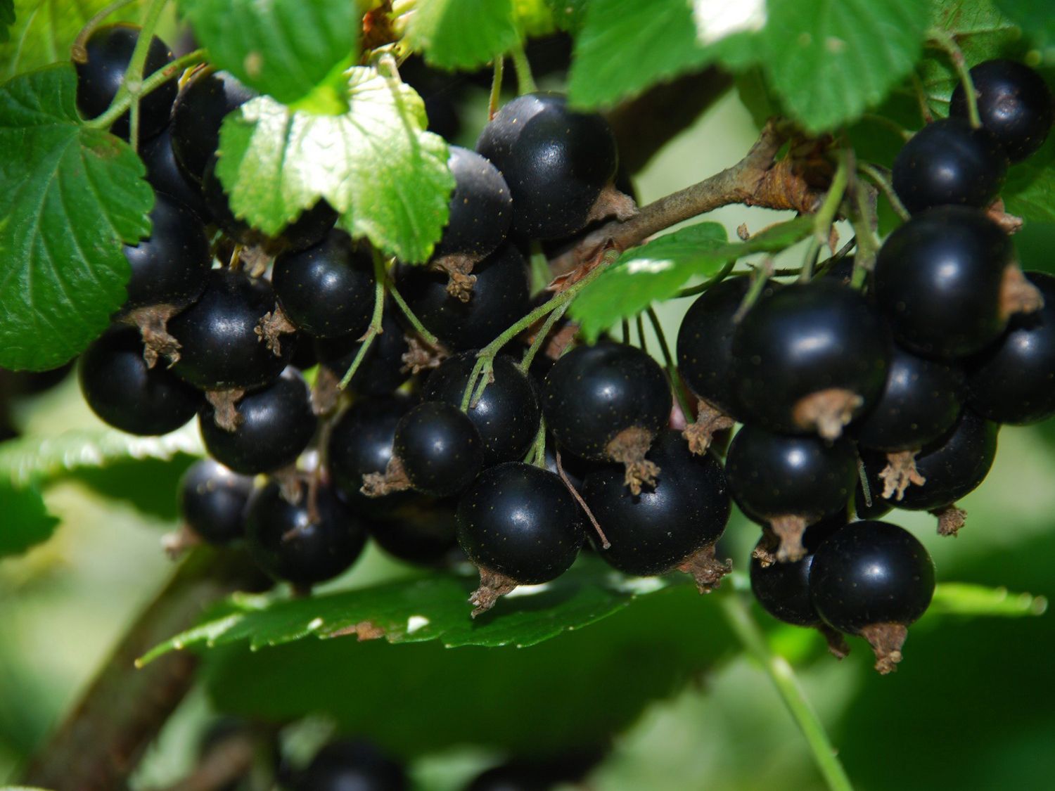 RIBES NERO TITANIA (1 PIANTA)