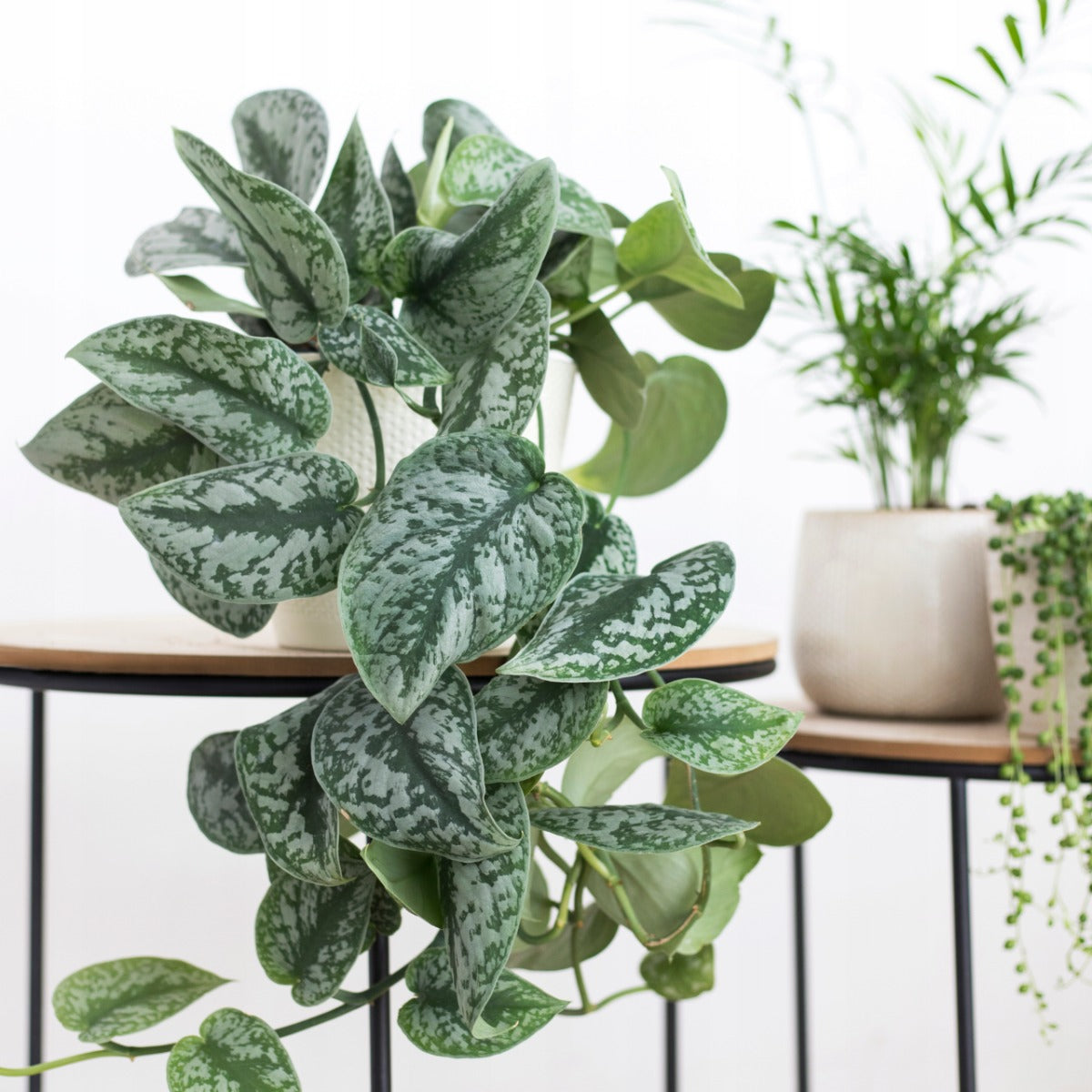 SCINDAPSUS PICTUS TREBLE VASO 12CM