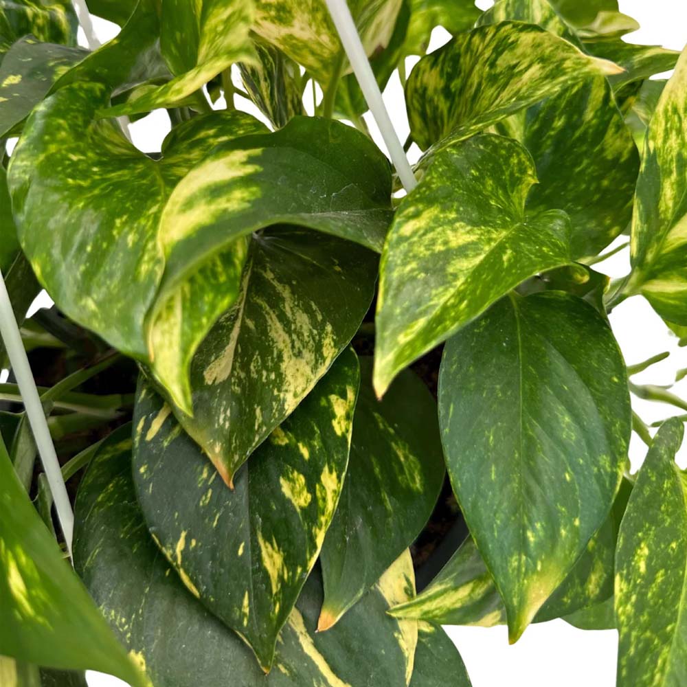 SCINDAPSUS AUREUS IN BASKET 14CM