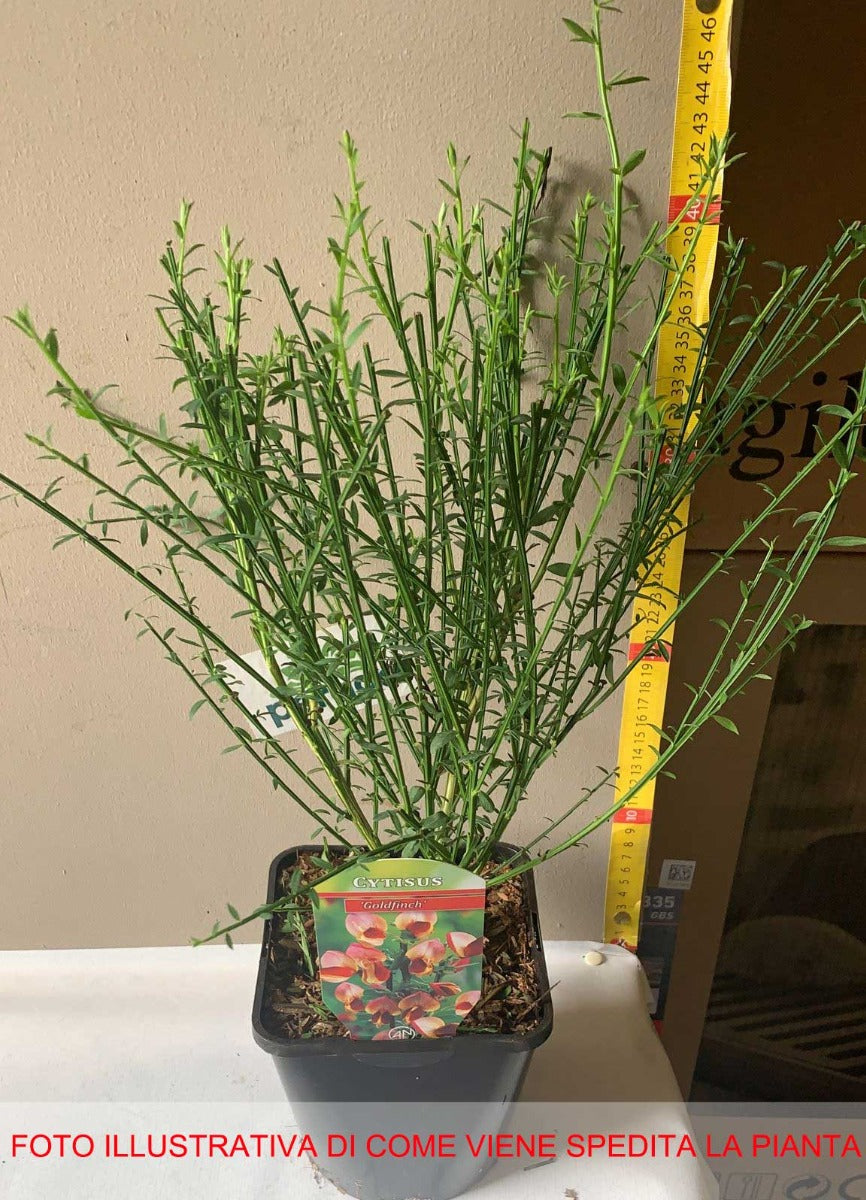 CYTISUS GOLD FINCH VASO 14CM
