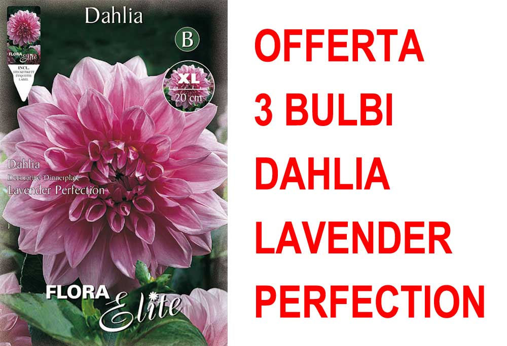 OFFERTA 3 BULBI DAHLIA DINNERPLATE LAVENDER PERFECTION XL