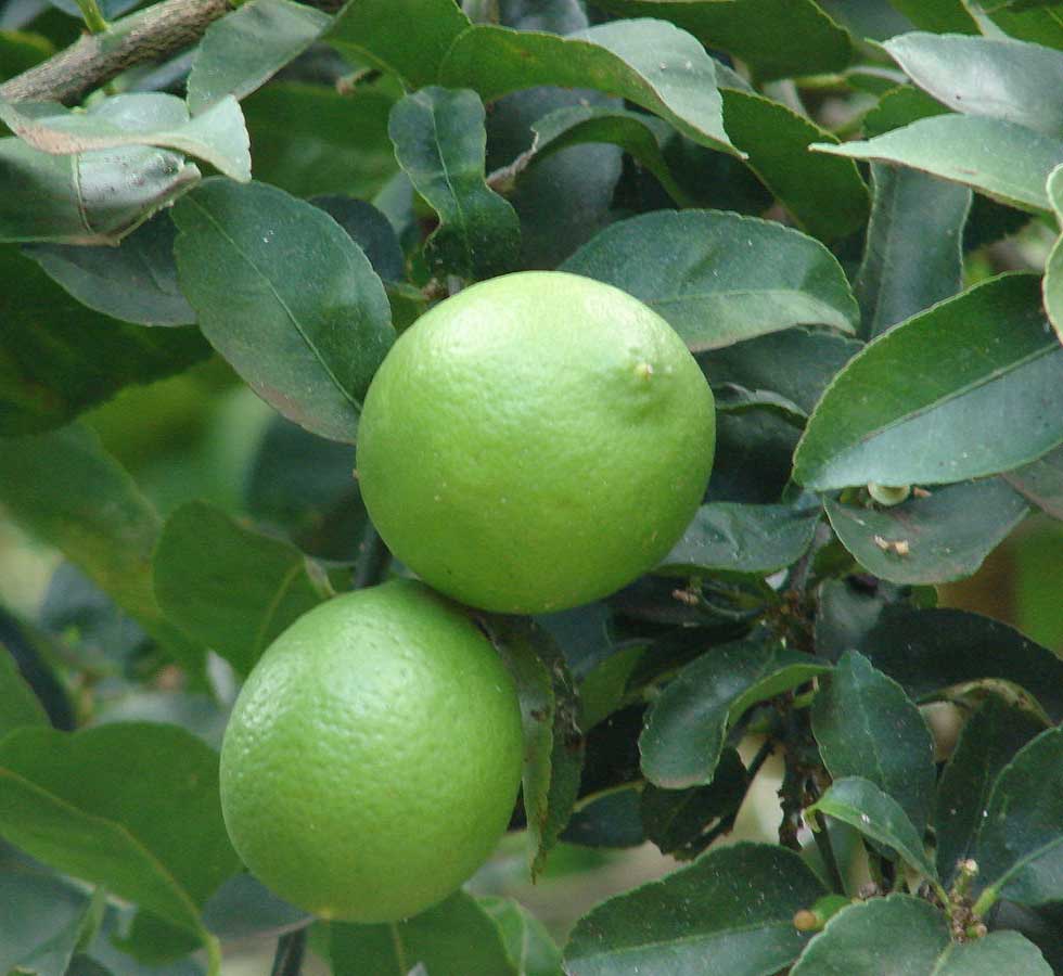 CITRUS AURANTIFOLIA LIME IN VASO 22CM