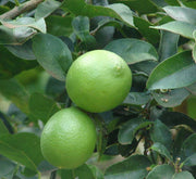 CITRUS AURANTIFOLIA LIME IN VASO 20CM