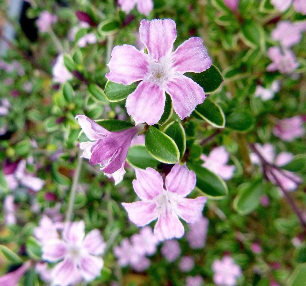 SERISSA JAPONICA 'PINK MYSTIC IN VASO 17CM