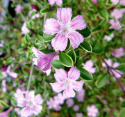 SERISSA JAPONICA 'PINK MYSTIC IN VASO 17CM