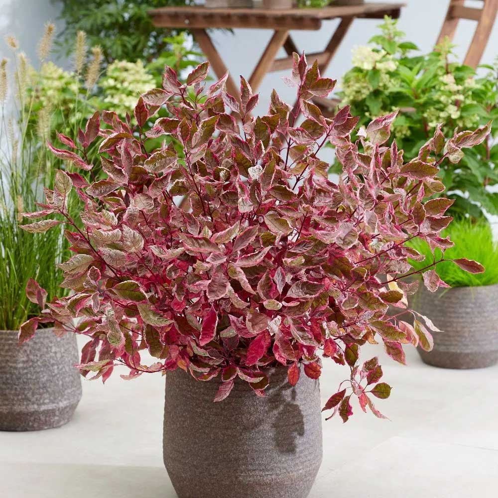 CORNUS ALBA MIRACLE IN VASO 18CM