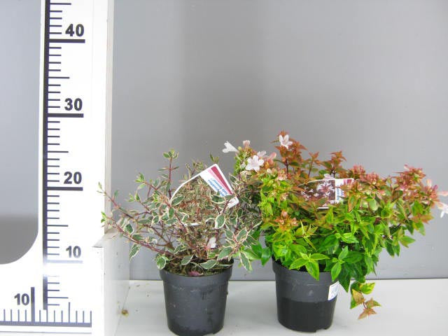 ABELIA GRANDIFLORA PINK LADY