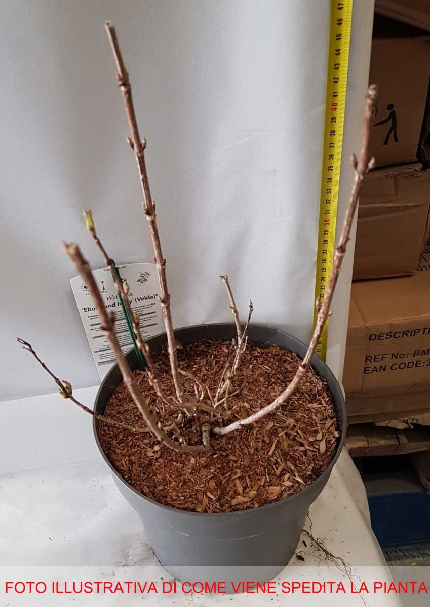 WEIGELA EBONY AND IVORY VASO 23CM