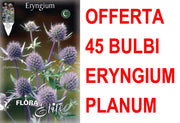 OFFERTA 45 BULBI ERYNGIUM PLANUM