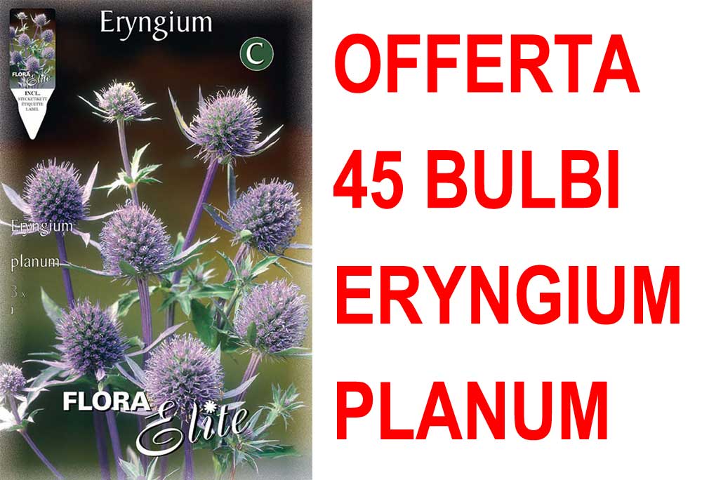 OFFERTA 45 BULBI ERYNGIUM PLANUM