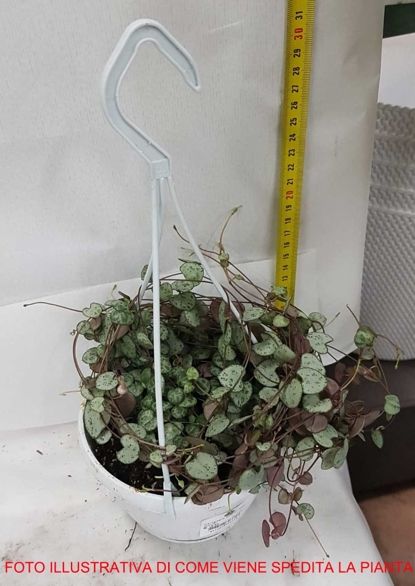 CEROPEGIA WOODII IN VASO 14CM