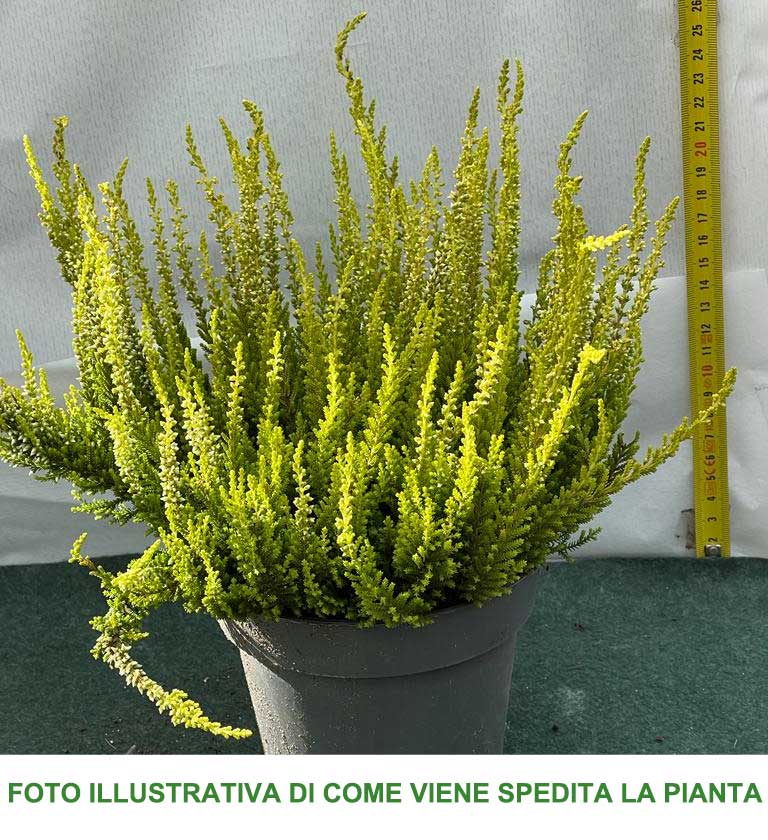 ERICA CALLUNA SKYLINE VASO 13CM