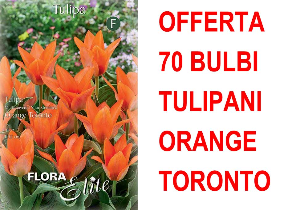 OFFERTA 70 BULBI DI TULIPANO MULTI-FLOWERED ORANGE TORONTO