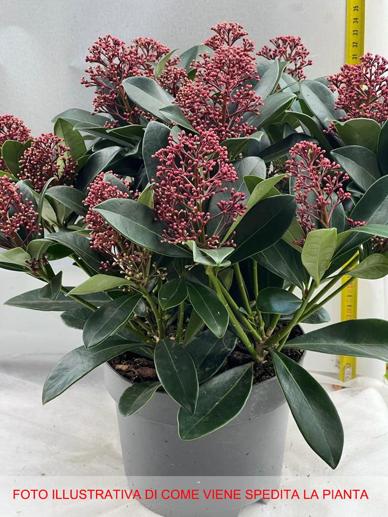 SKIMMIA RUBELLA VASO15CM