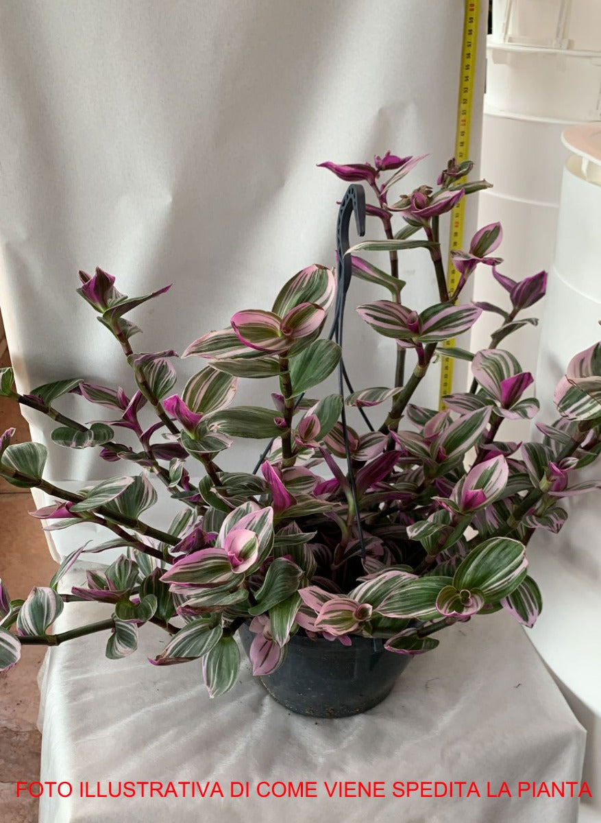 TRADESCANTIA NANOUK VASO 24CM