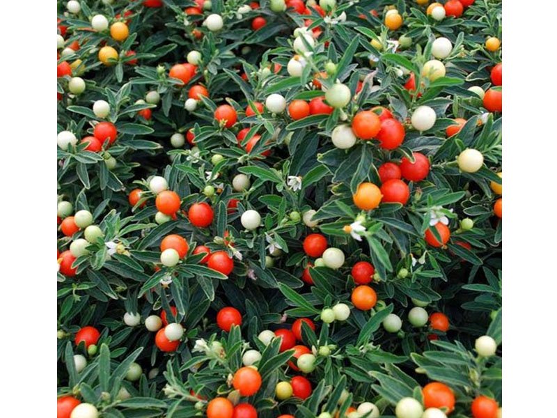 SOLANUM PSEUDOCAPSICUM CILIEGIA DI GERUSALEMME VASO 12CM